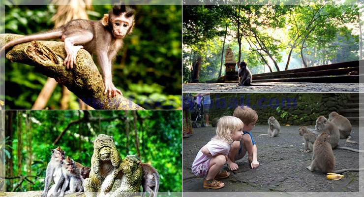 야생 원숭이 숲 Monkey Forest